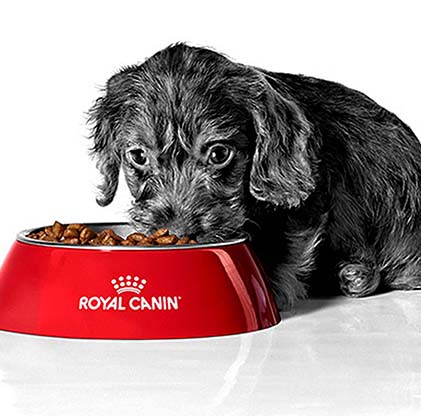 Royal Canin