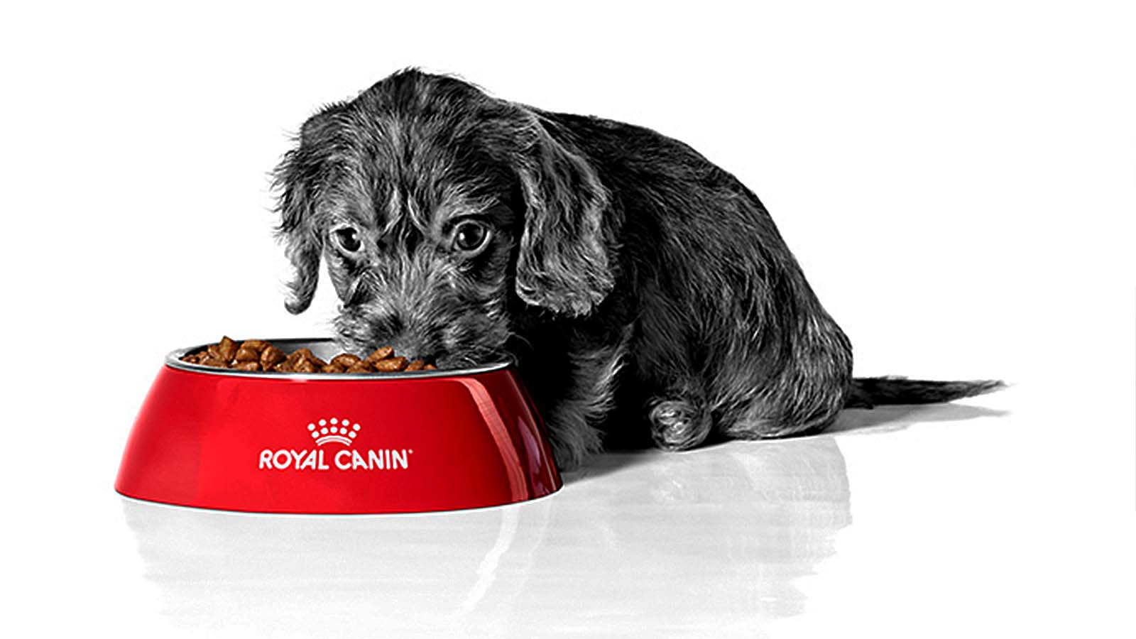 Royal Canin